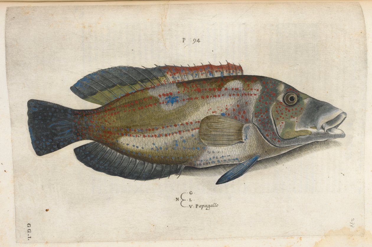Papegoja (Nematistius pectoralis), illustration från 