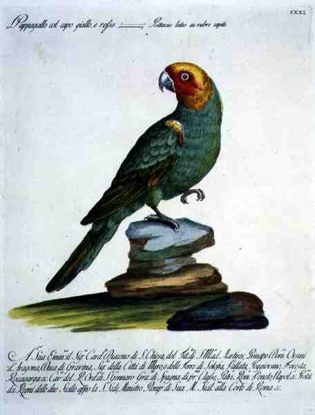 Papegoja, ca 1767-76 (handfärgad gravyr) av Italian School