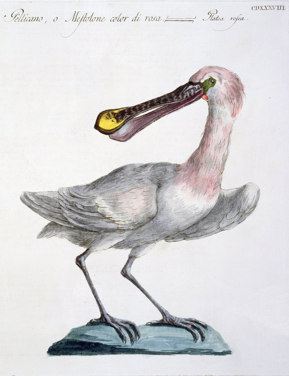 Pelican, ca 1767-76 (handfärgad gravyr) av Italian School