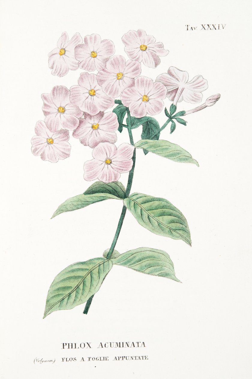 Phlox Acuminata, tallrik XXXIV, från L "Antotrofia Ossia La Coltivazione De" Fiori av Antonio Piccioli, pub.1834 av Italian School