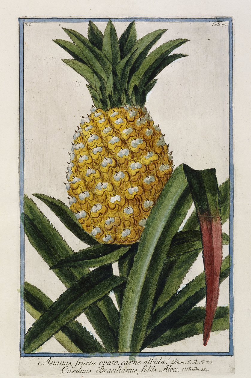 Ananas, 1772-1784 av Italian School