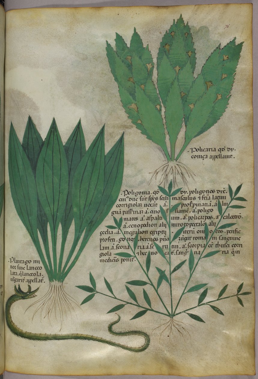 Växter med stora breda blad. En orm, ca 1440 (tusch  färg på pergament) av Italian School
