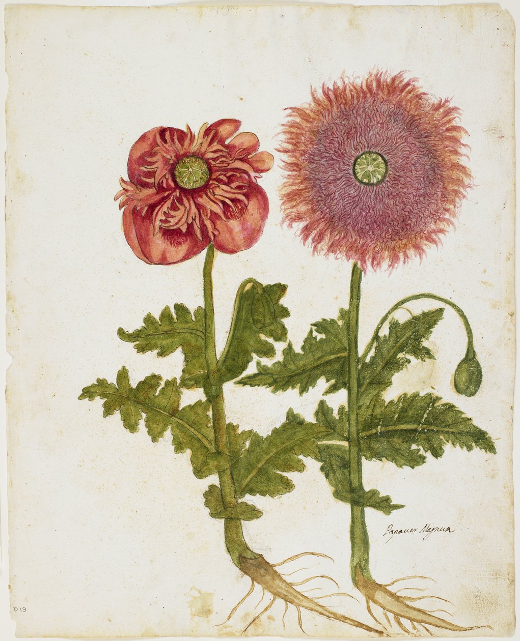 Vallmo (Papaver spp.) (wc & tempera på papper) av Italian School