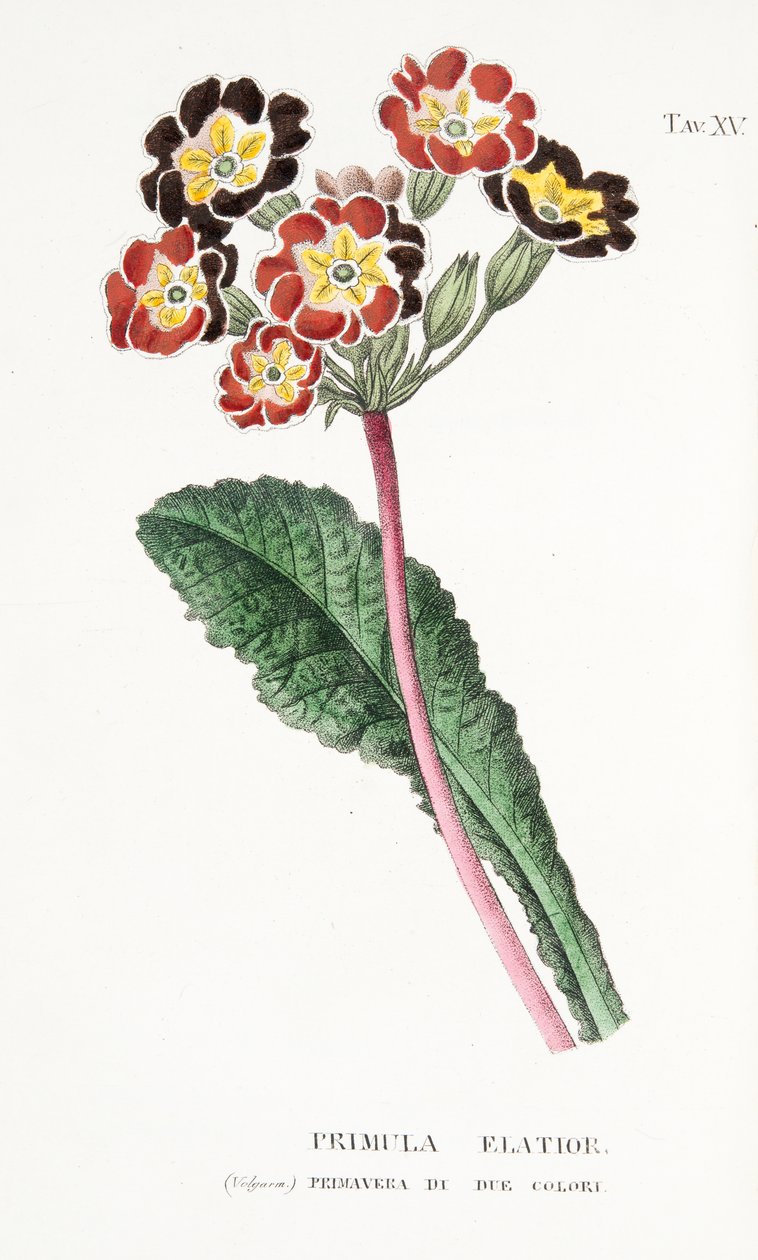 Primula Elatior, tavla XV, från L "Antotrophy or Cultivation De" Fiori av Antonio Piccioli, pub. 1834 av Italian School