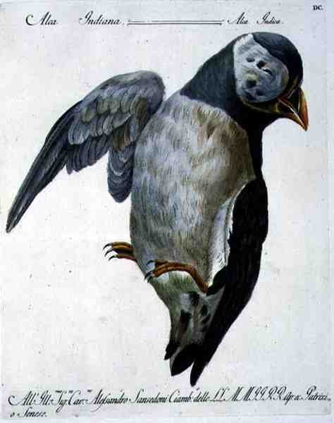 Puffin, ca 1767-76 (handfärgad gravyr) av Italian School