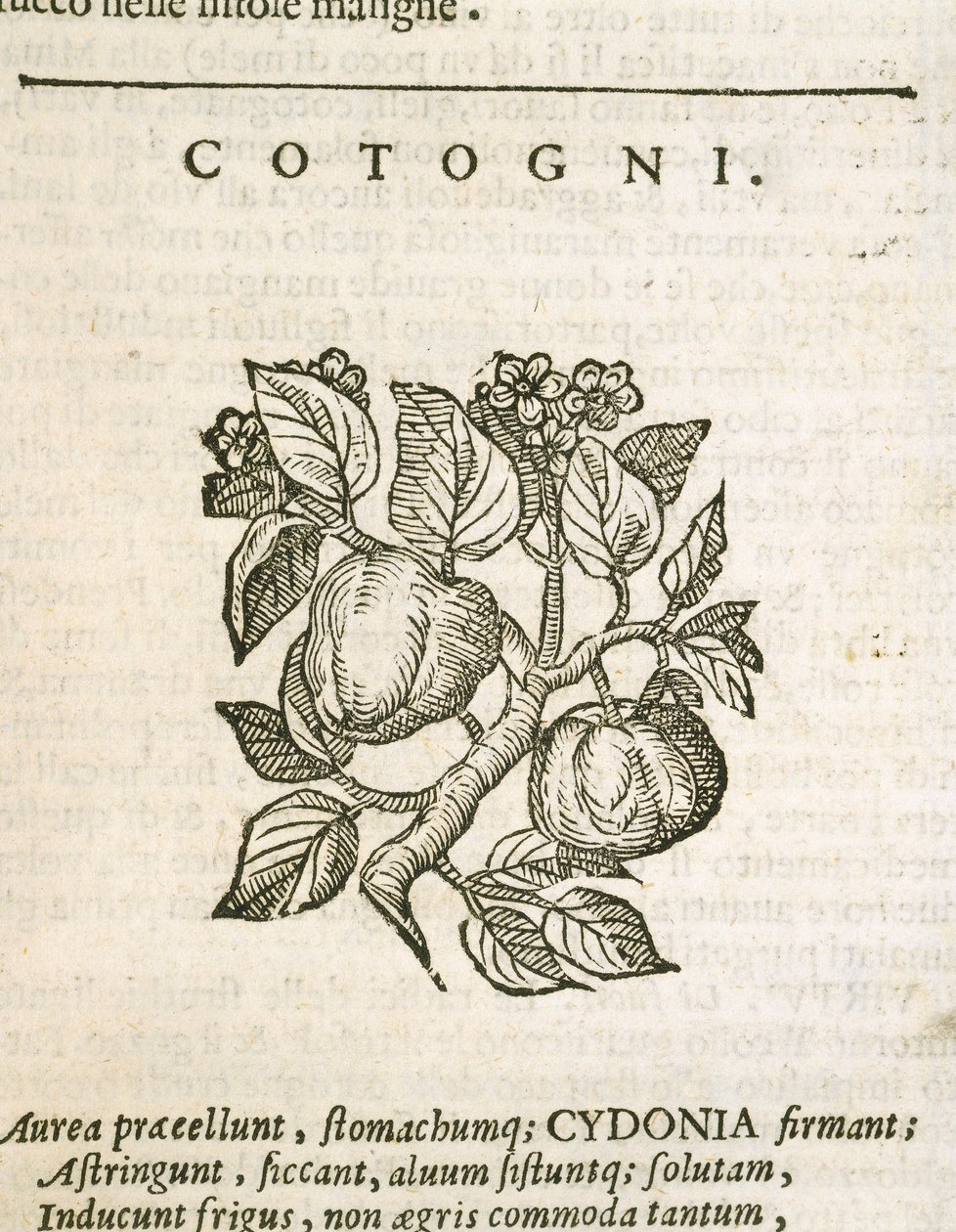 Quince (Cydonia oblonga), gravyr av Castore Durante av Italian School