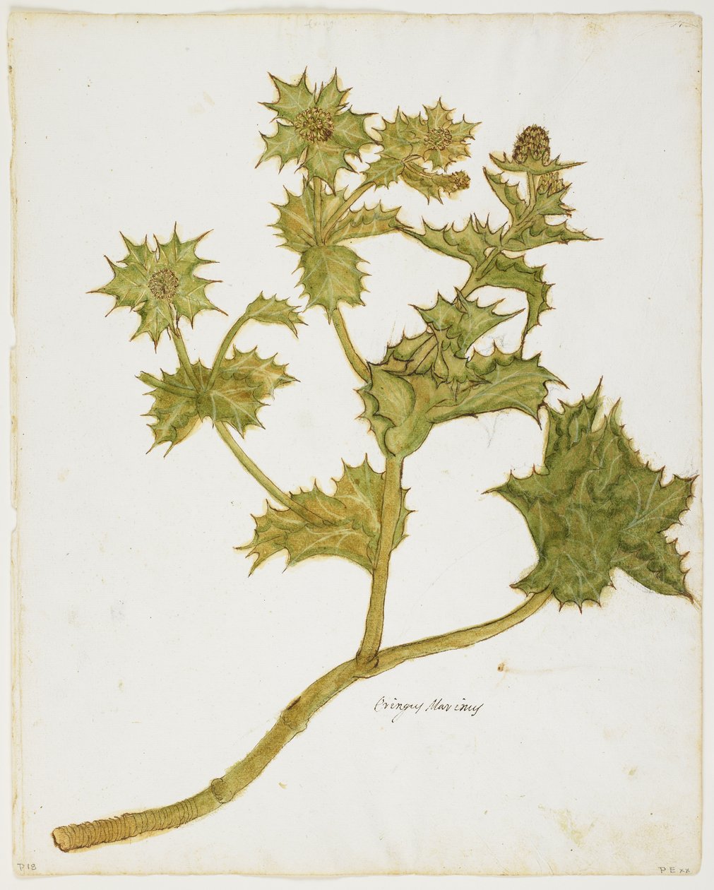 Sea Holly (Eringium Maritimum) (wc & tempera på papper) av Italian School
