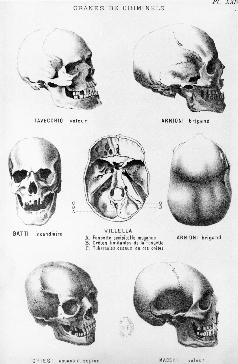 Skulls of Murderers, från LHomme Criminel av Cesare Lombroso (1835-1909), utgiven av Felix Alcan, 1887 av Italian School