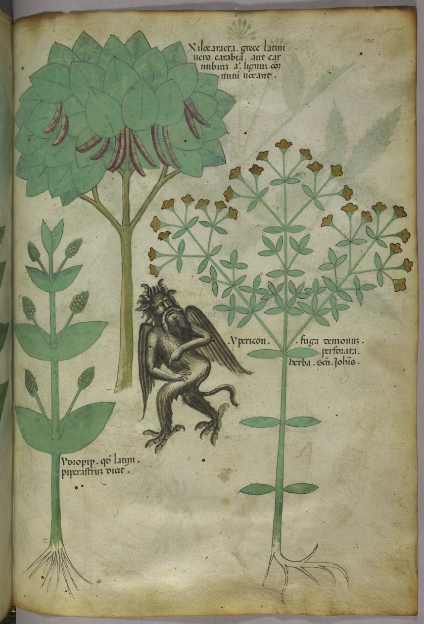 Sloane 4016 f.103 Miniatyr av växter och en demon: örten Ypericon, påstås stöta bort demoner, från 