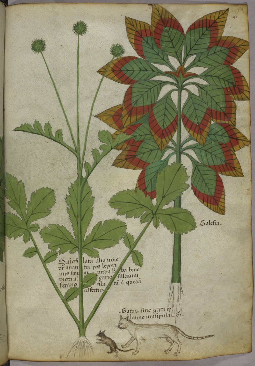 Sloane 4016 f.40 Plants, från 
