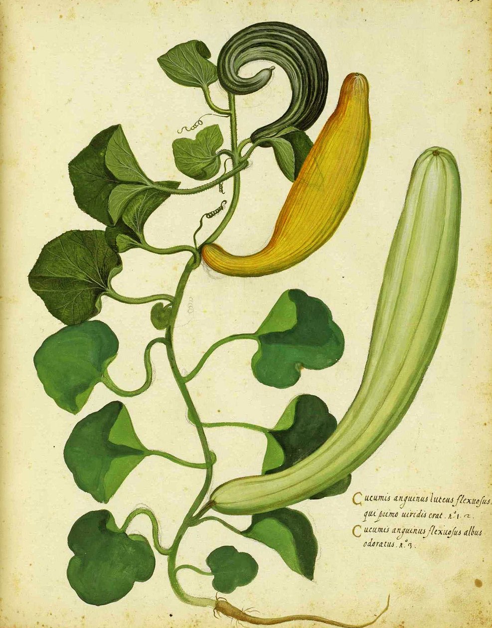 Snake kalebass av Ulisse Aldrovandi av Italian School
