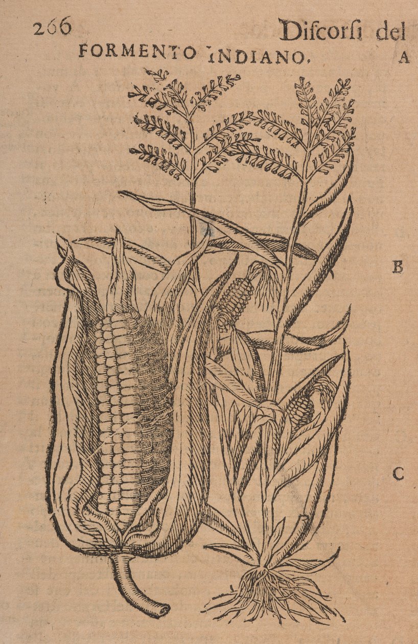 Tal av M. P. A. Matthioli, korrigerade och förstärkta. Med figurer hämtade från naturliga, levande växter och djur, i ett mycket större antal än de andra tryckta senare, s.266 av Italian School