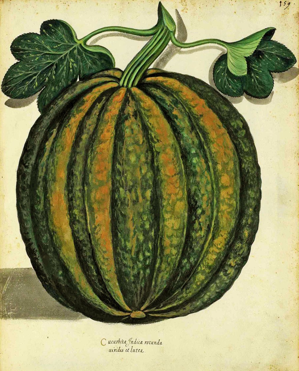 Squash av Ulisse Aldrovandi (1522 - 1605) tallrik publicerad i Piante Fiori Frutti (handfärgad gravyr). av Italian School