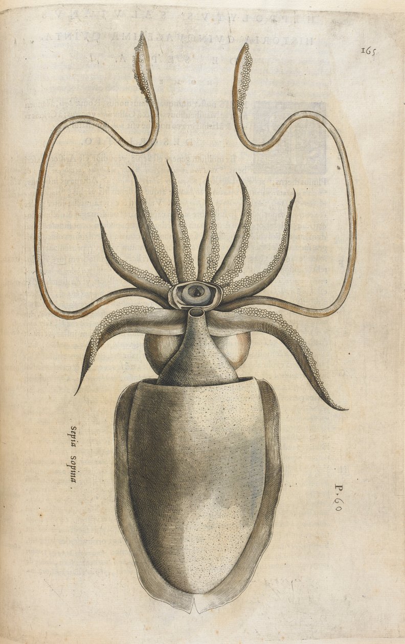 Bläckfisk, illustration från 