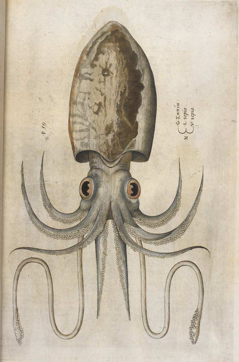 Bläckfisk, illustration från 