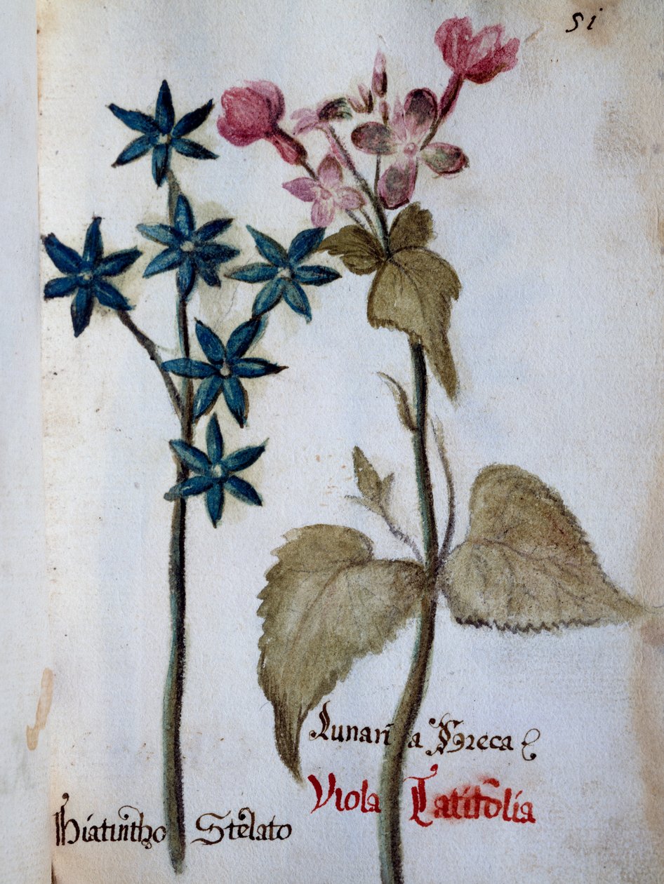 Starry Hyacinth and Viola rubella var latifolia från Delineation of Flowers of Villa Vendramin av Italian School