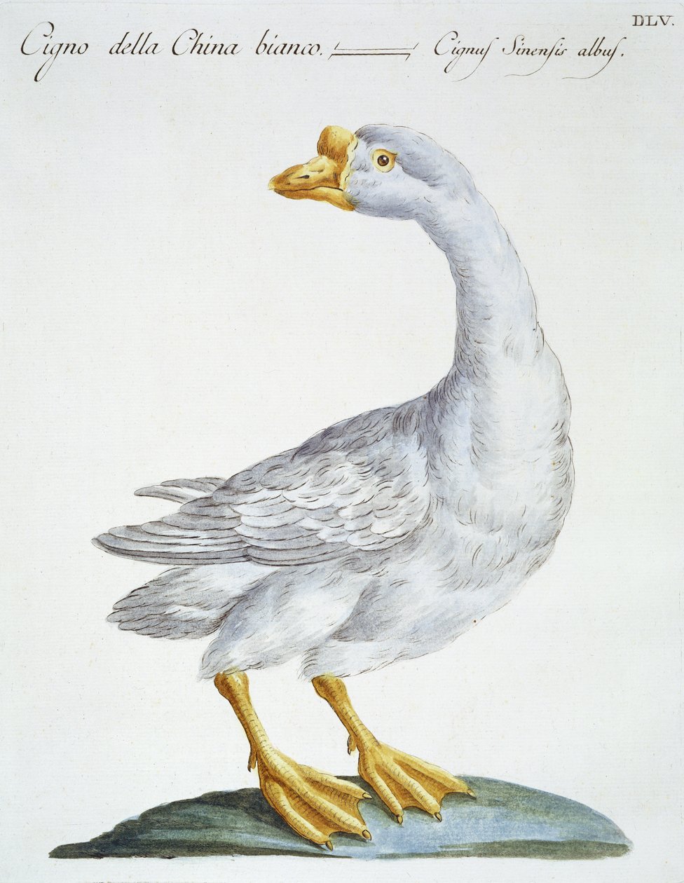 Swan, ca 1767-76 (handfärgad gravyr) av Italian School