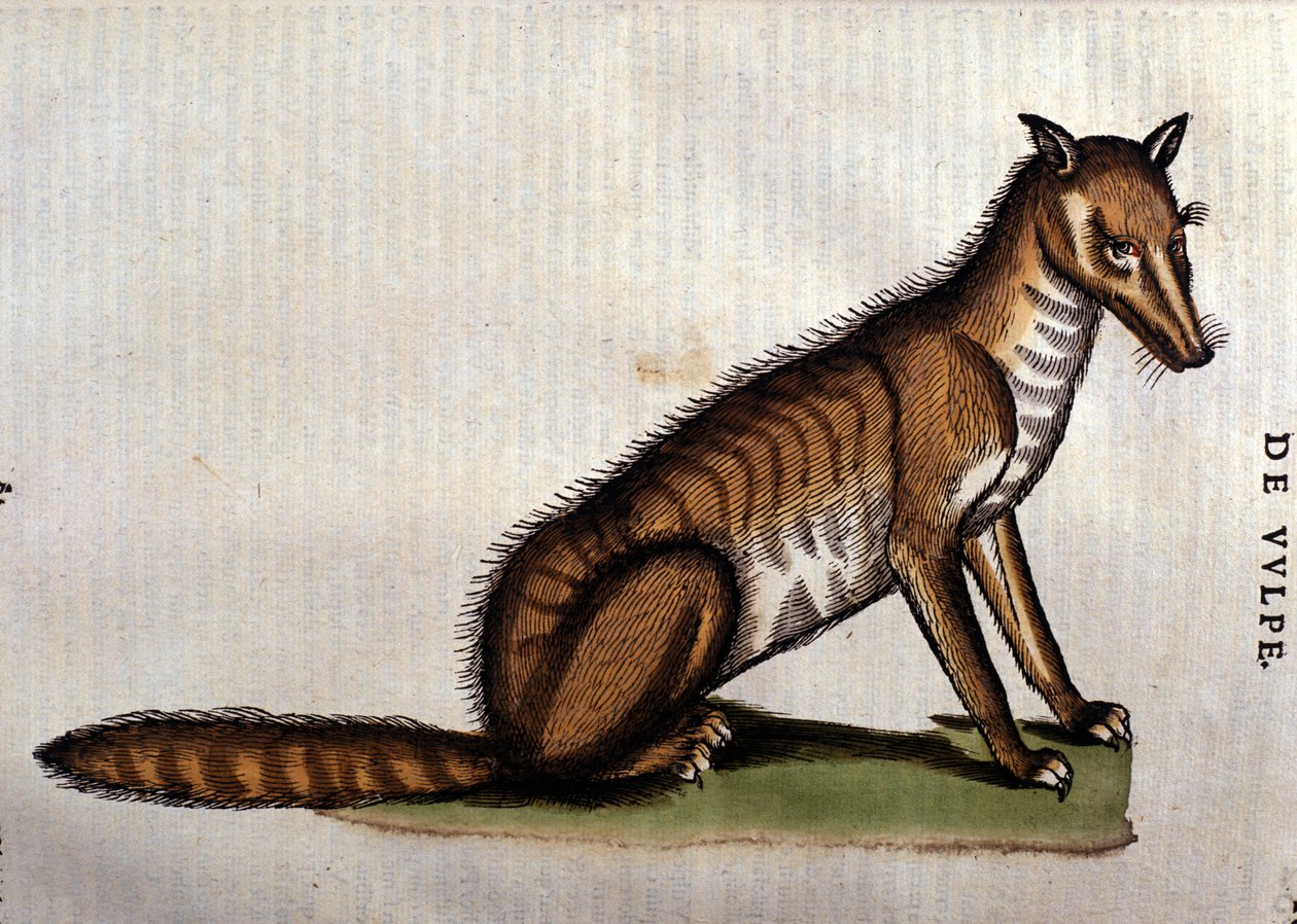 Räven, illustration från lHistoria Aminalium av Conrad Gesner, 1560 av Italian School