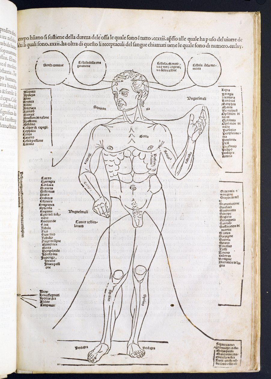 The Male Anatomy, från Fascilulus Medicinae av Johannes de Ketham (d.c.1490) 1400-1500-talet av Italian School