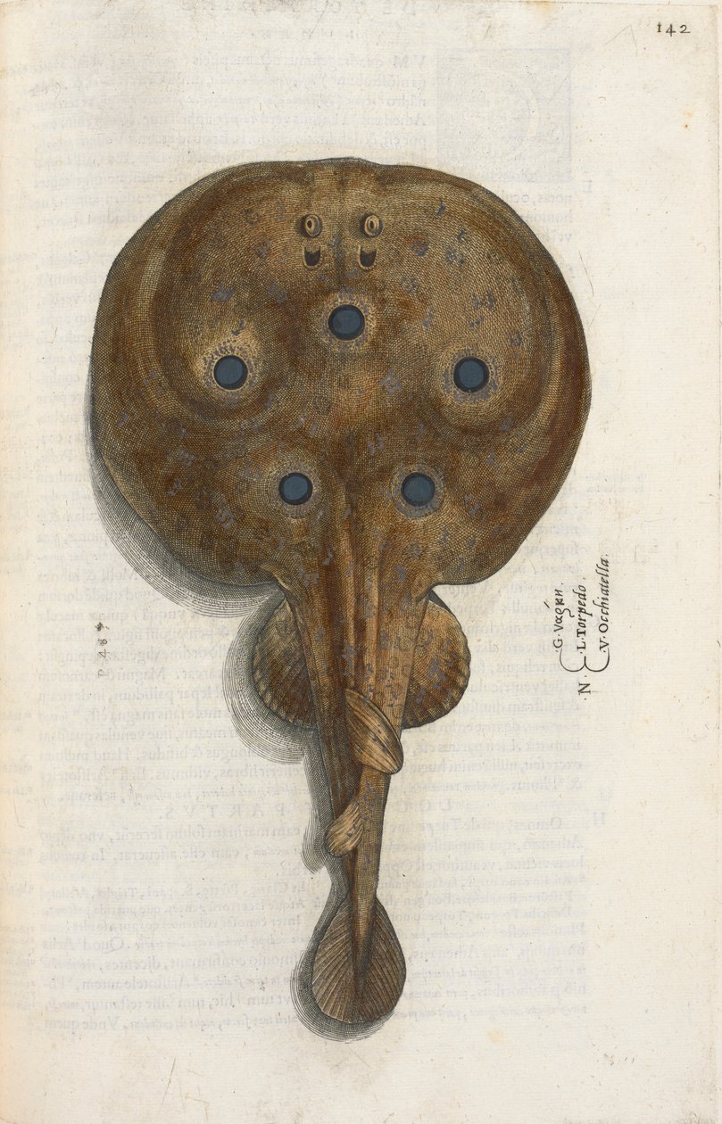 Torpedfisk, illustration från 