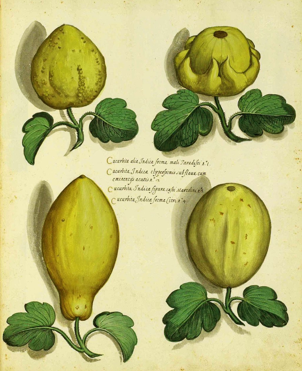 Varieties of Heirloom Squash av Ulisse Aldrovandi av Italian School