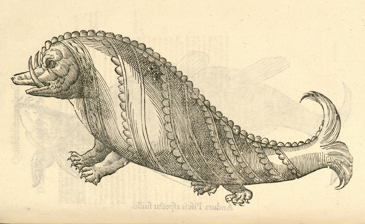 illustration av Aper Marinus Cetaceus från Aldrovandis History of Monsters, 1642 av Italian School