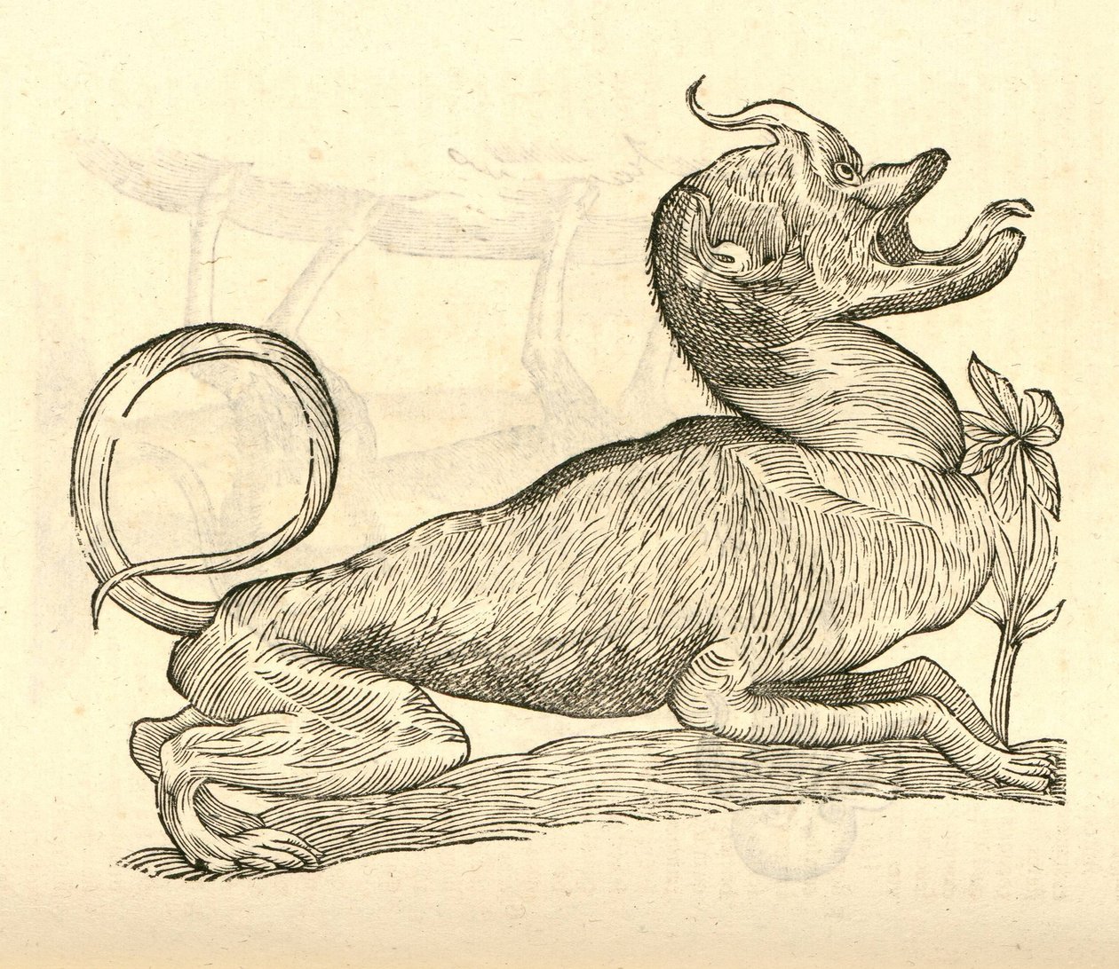 illustration av Canis monstroso capite från Aldrovandis History of Monsters, 1642 av Italian School