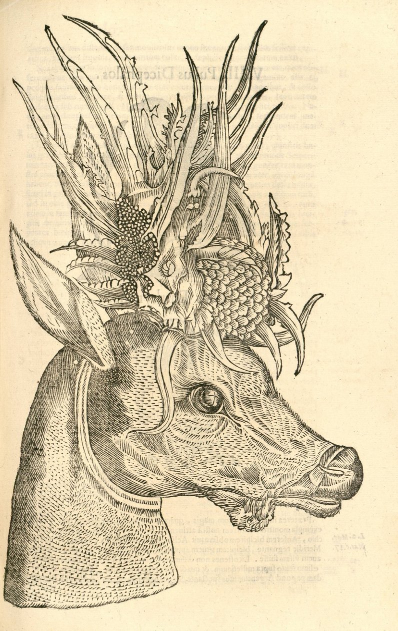 illustration av Capreolus Polyceros från Aldrovandis History of Monsters, 1642 av Italian School