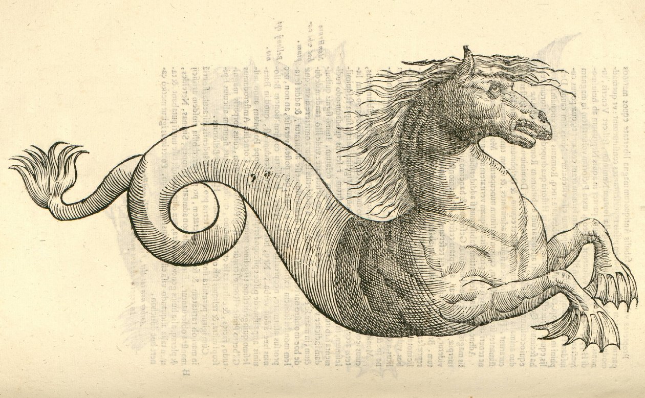 illustration av Equus marinus monstrosus från Aldrovandis History of Monsters, 1642 av Italian School