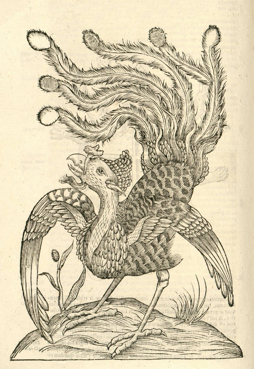 illustration av Gallus Indicus auritus tridactylus från Aldrovandis History of Monsters, 1642 av Italian School