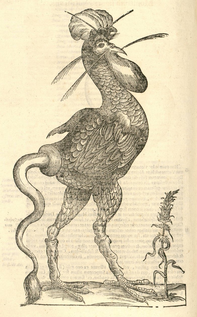 illustration av Gallus monstrosus från Aldrovandis History of Monsters, 1642 av Italian School