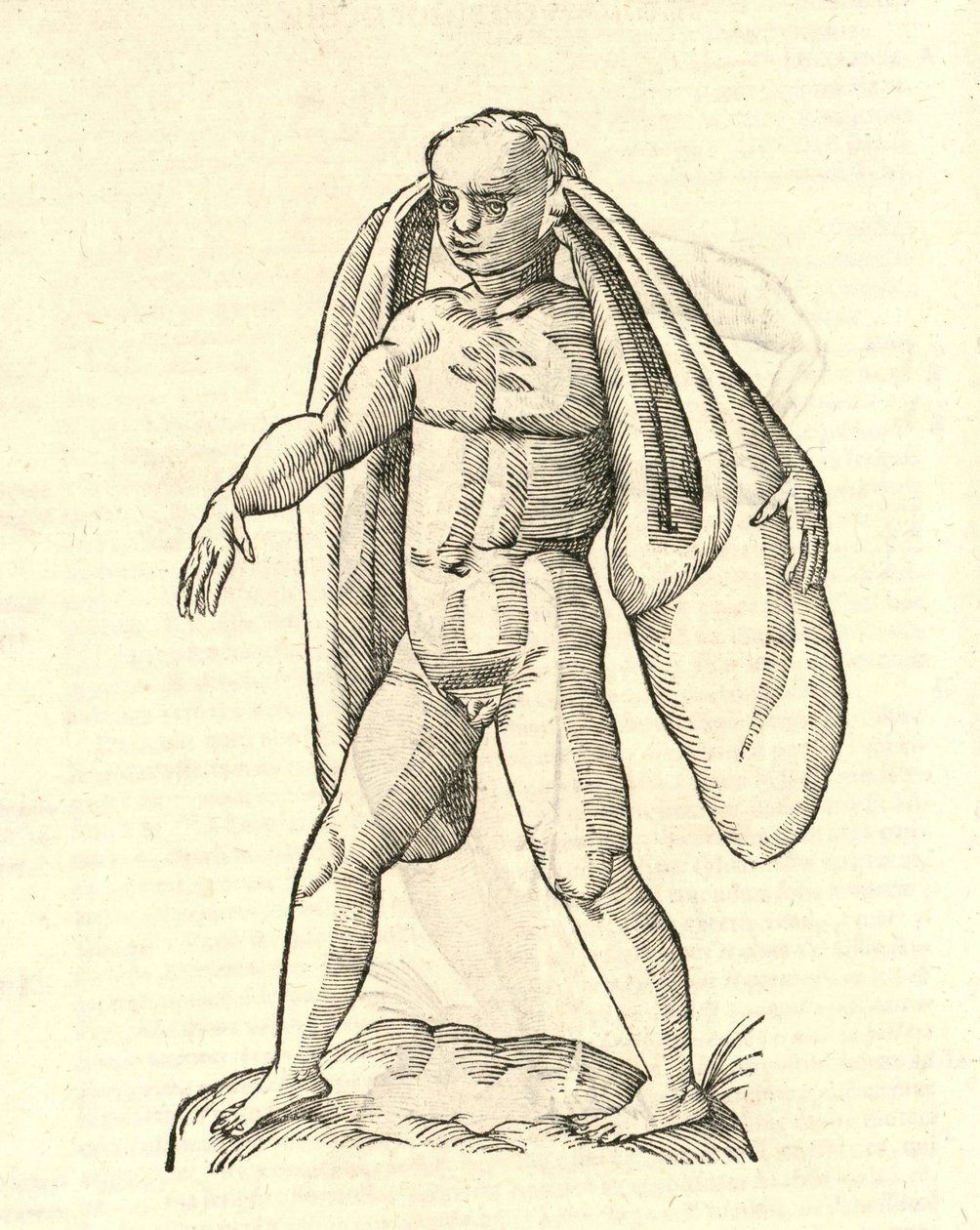 illustration av Homo Fanesius auritus från Aldrovandis History of Monsters, 1642 av Italian School