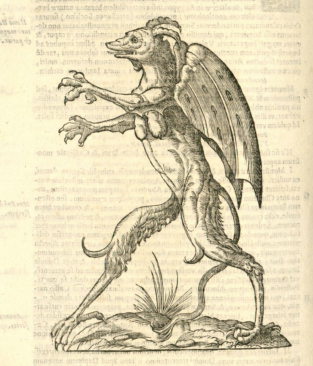 illustration av ett bevingat och behornat monster som en demon från Aldrovandis History of Monsters, 1642 av Italian School