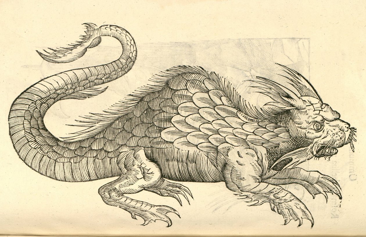illustration av Orobonis Piscis-bilder från Aldrovandis History of Monsters, 1642 av Italian School