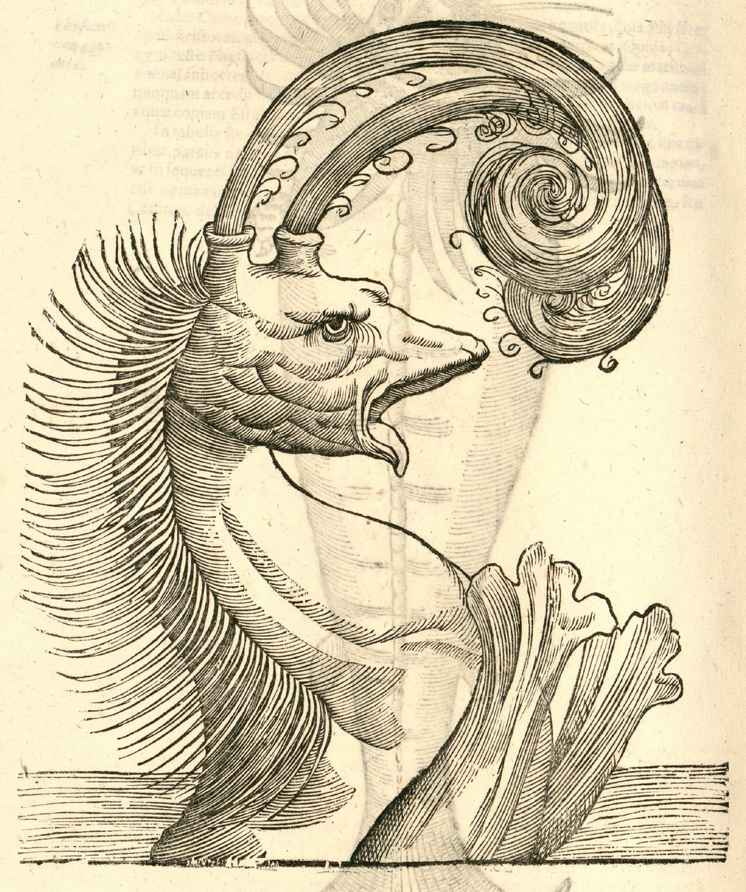 illustration av Pseudophyseter från Aldrovandis History of Monsters, 1642 av Italian School