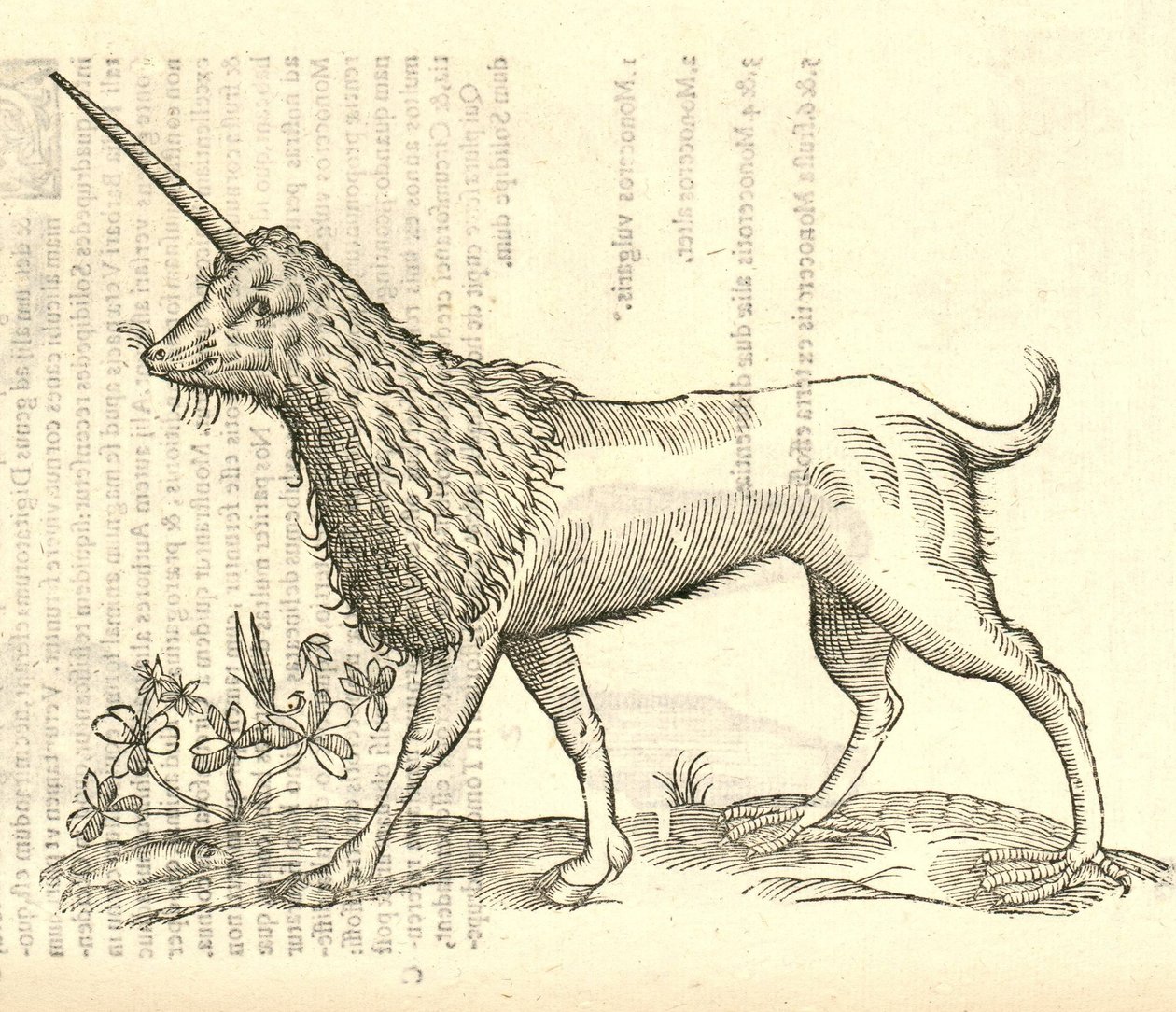 illustration av en Camphurch från Aldrovandis History of Monsters, 1642 av Italian School