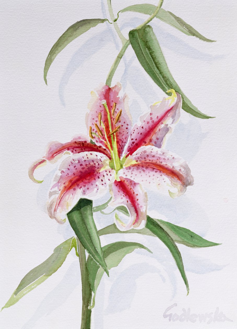 Lily, 1998 (wc på papper) (se även 124443 & 124445) av Izabella Godlewska de Aranda