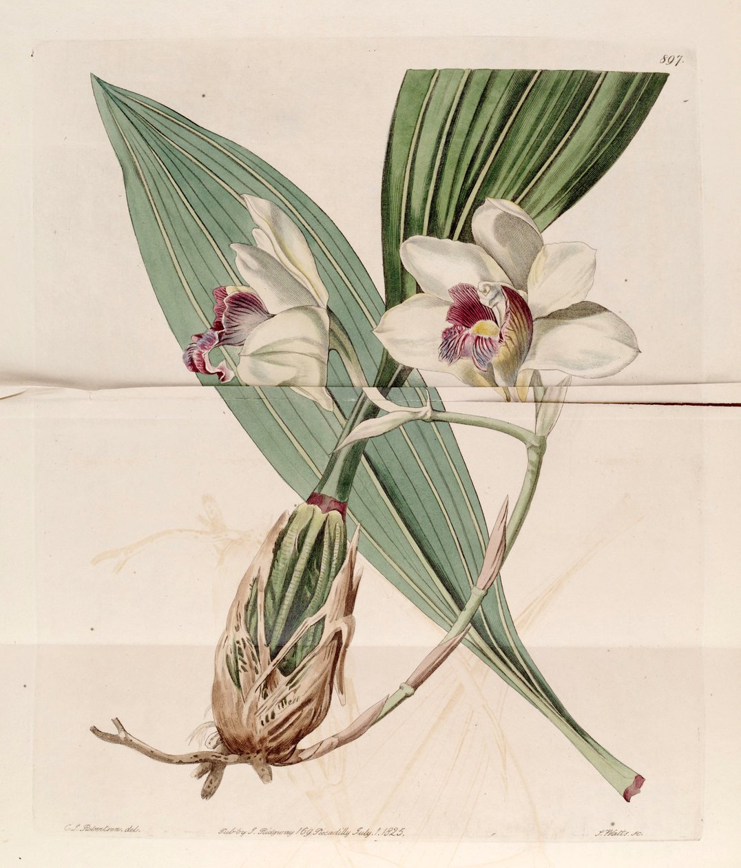 Illustration av Bifrenaria Harrisoniae (som syn. Maxillaria harrisoniae) av J. C. Robertson