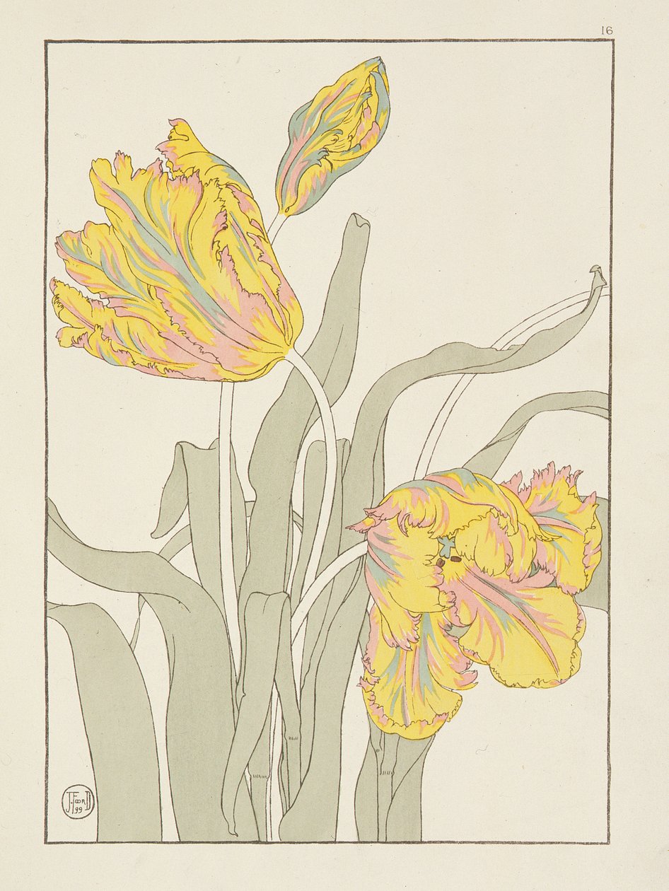 Tulpan av J. Foord (fl.1890) tallrik 16 från Decorative Flower Studies pub. 1901, 1899 av J. Foord