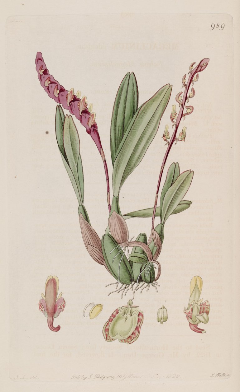 Illustration of Bulbophyllum falcatum (as syn. Megaclinium falcatum) av J. L.