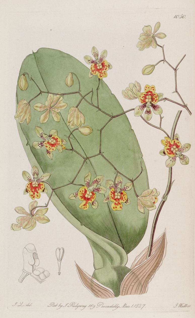 Illustration of Oncidium divaricatum av J. L. del.