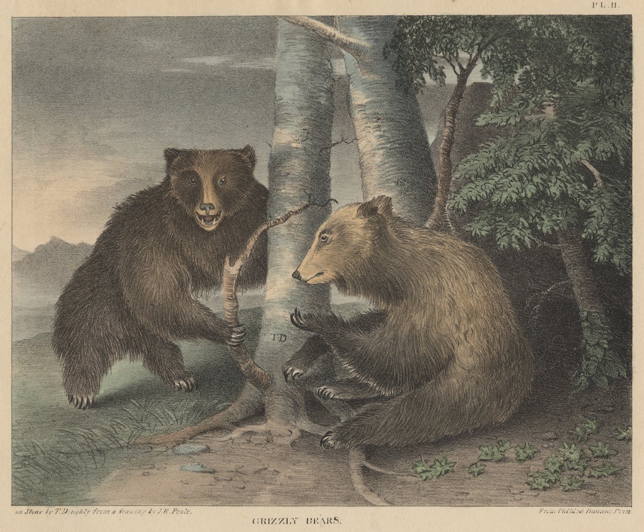 Grizzly Bears, graverad av Thomas Doughty, från Doughtys The Cabinet of Natural History and American Rural Sports, 1830 av J. R. Peale