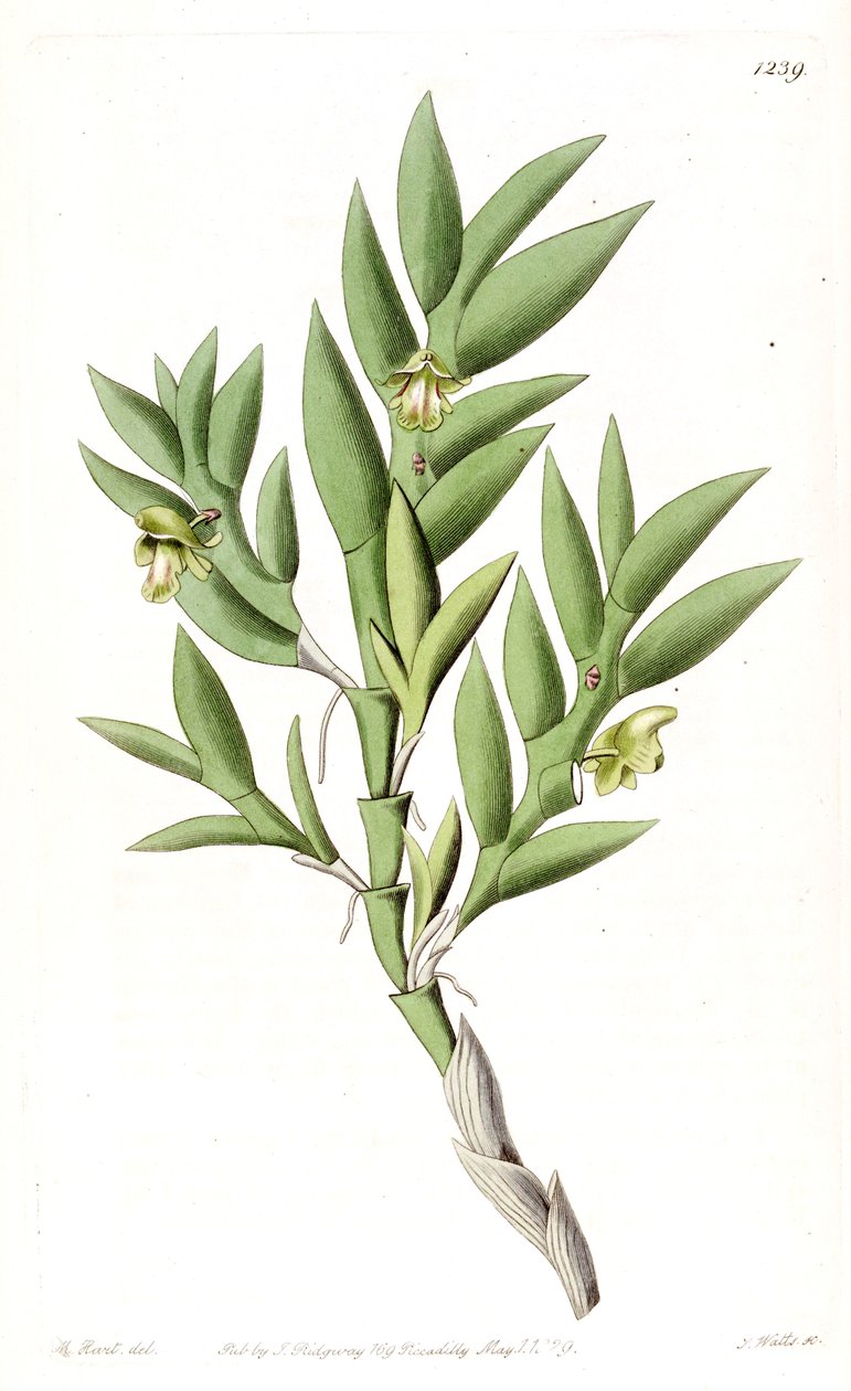 Aporum anceps or Dendrobium anceps av Jams  Watts