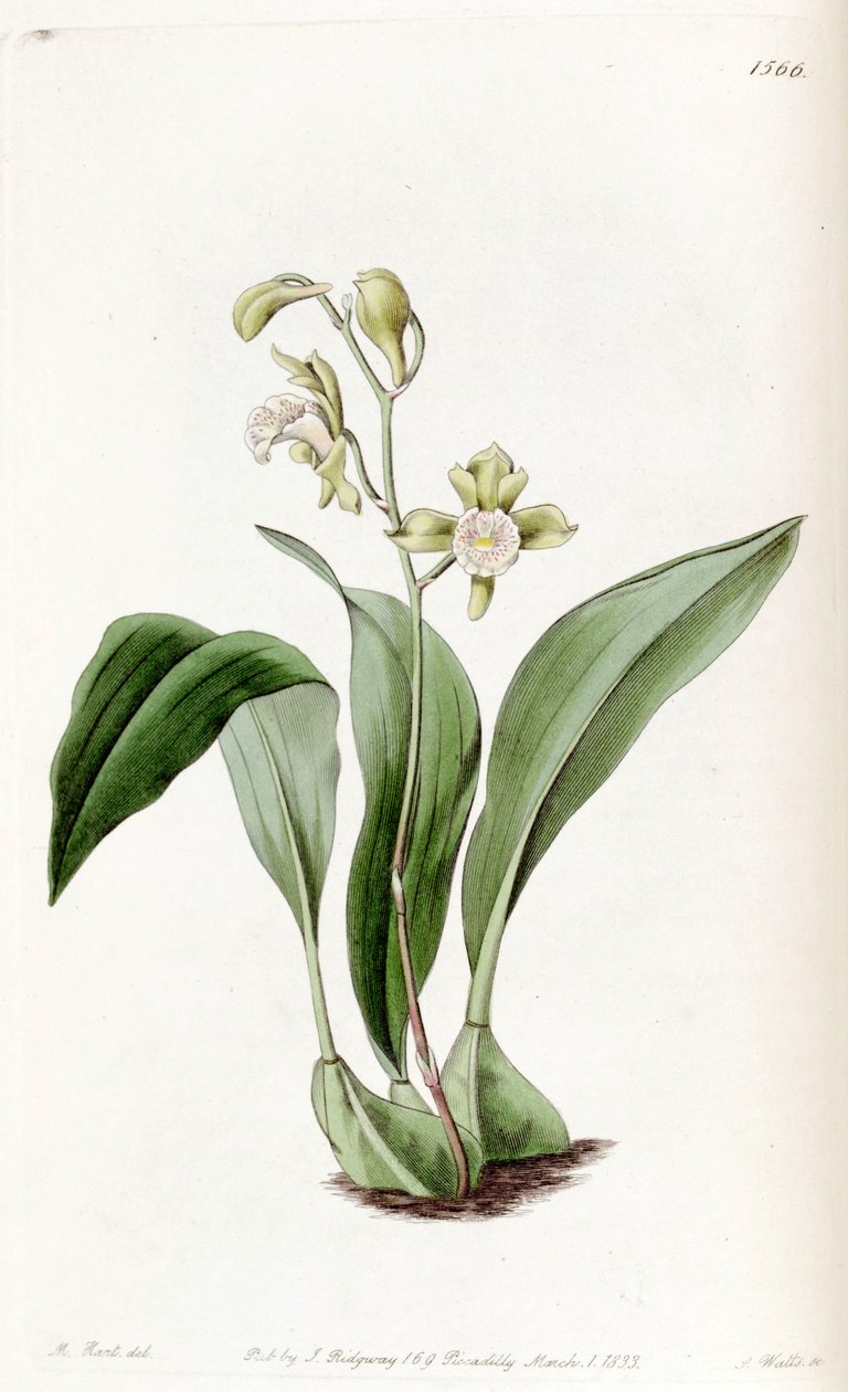 Bifrenaria racemosa (as syn. Maxillaria racemosa) av Jams  Watts