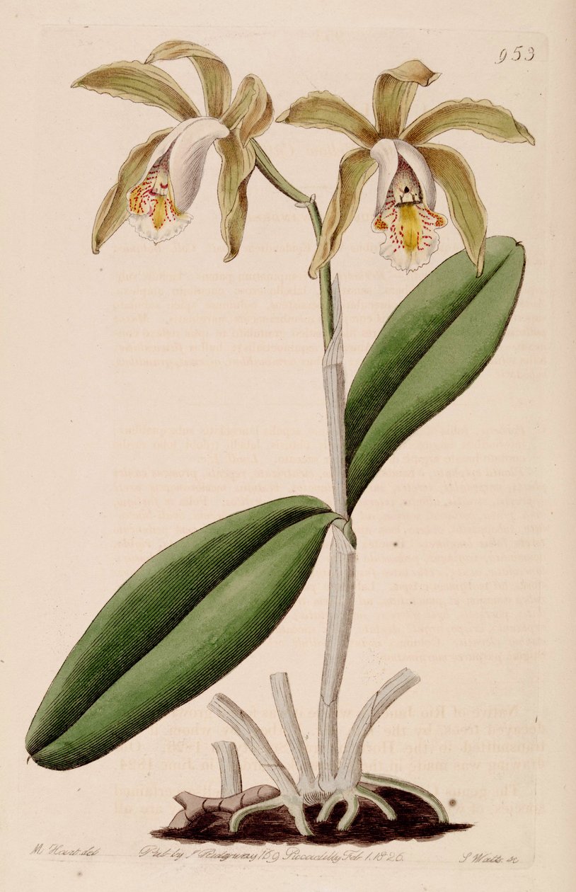 Illustration of Cattleya forbesii av Jams  Watts