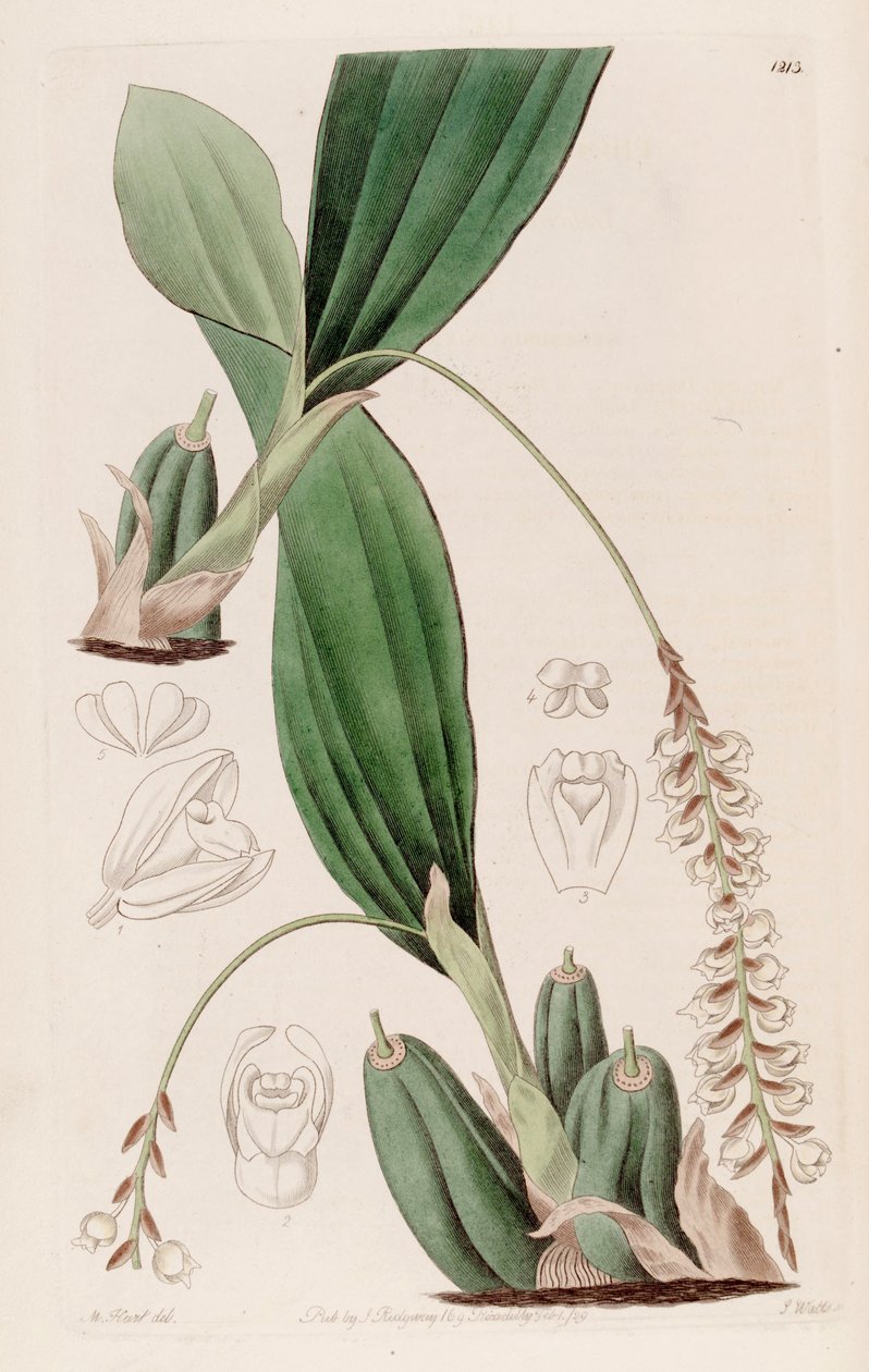 Illustration of Pholidota imbricata av Jams  Watts