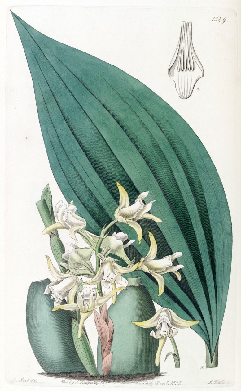Maxillaria palmifolia (as syn. Maxillaria decolor) av Jams  Watts