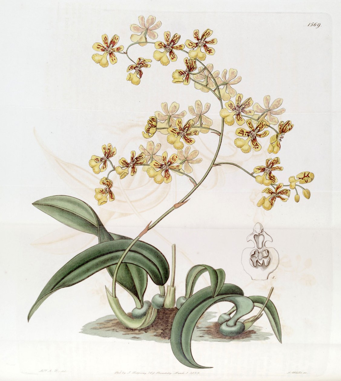 Oncidium auricula or Oncidium harrisonianum av Jams  Watts