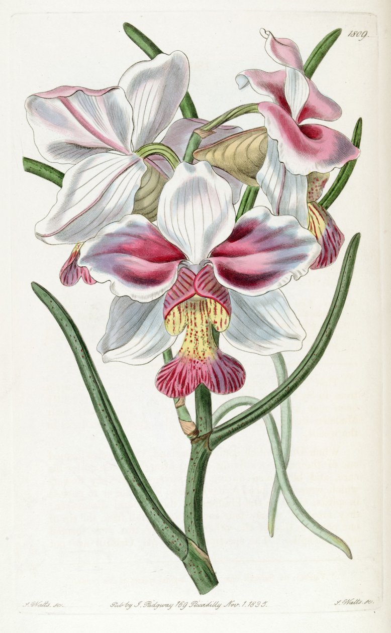 Papilionanthe teres (as syn. Vanda teres) av Jams  Watts