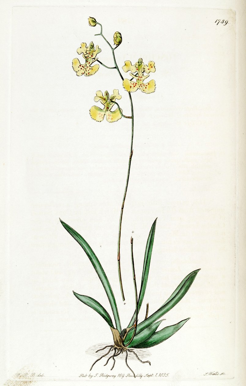 Tolumnia guianensis (as syn. Oncidium lemonianum) av Jams  Watts